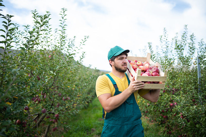 农民提着一箱熟苹果穿过果园，收割着。