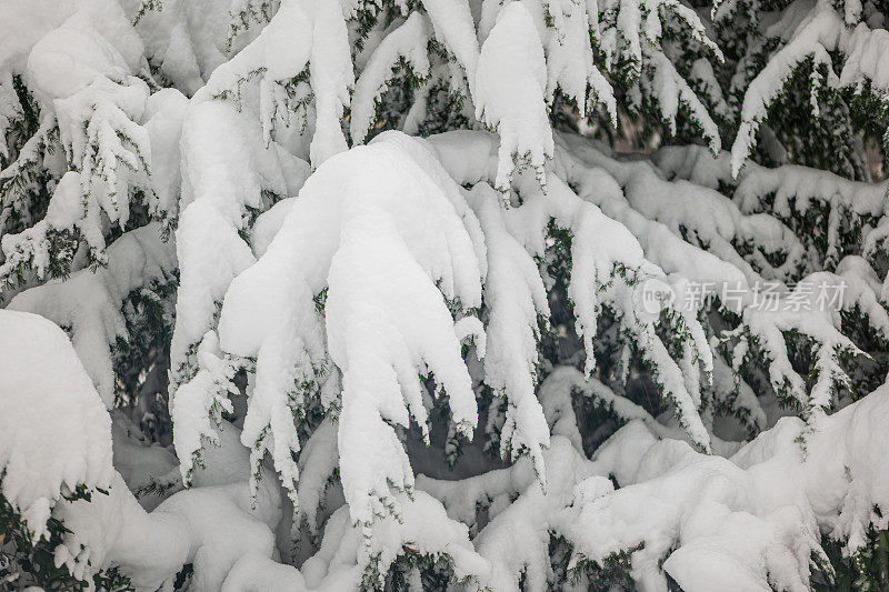 纯白色的背景上，杉树树枝上覆盖着厚厚的积雪