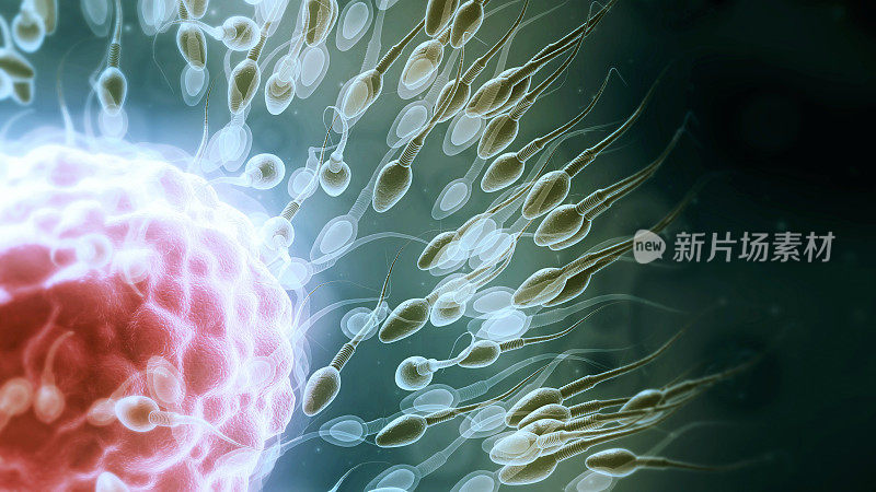 精子和卵细胞