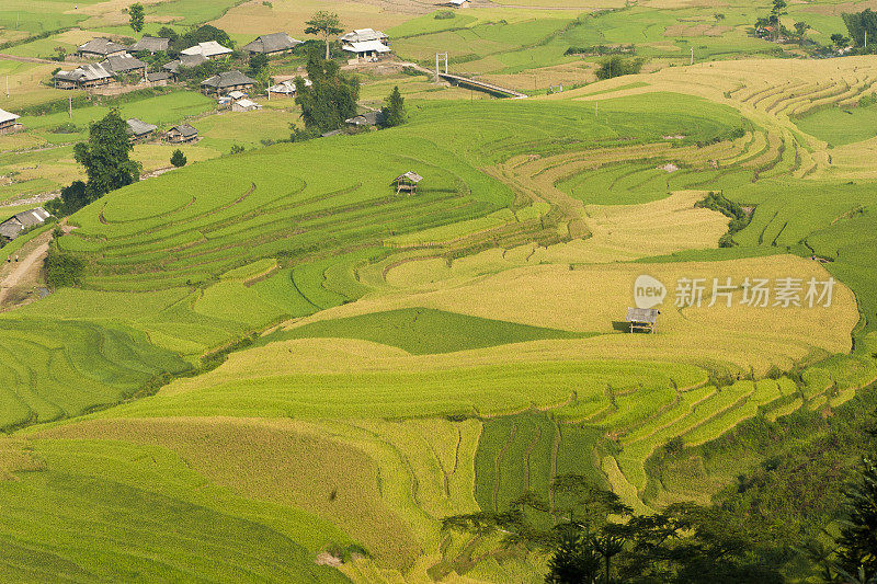 越南水稻梯田在收获季节。