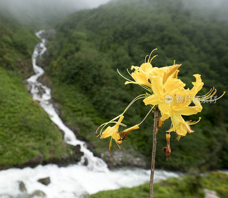 黄花紧靠江山