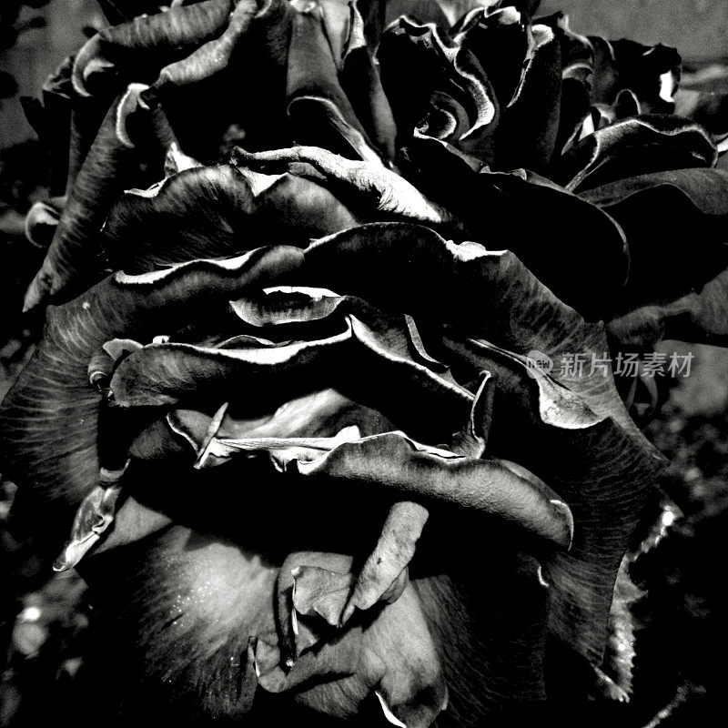 黑色玫瑰花瓣
