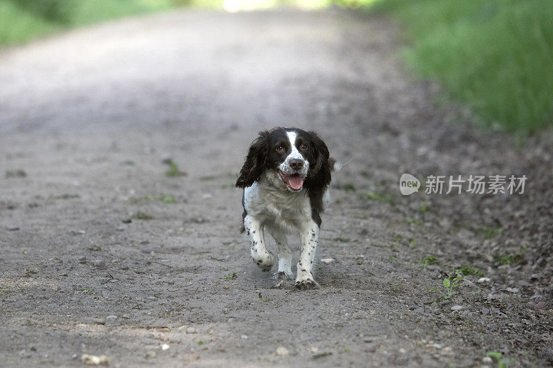 一只西班牙猎犬在林中小径上爬行