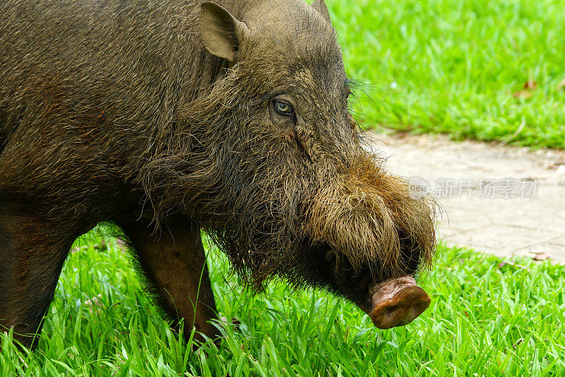 婆罗洲的胡须的猪
