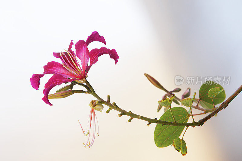 香港兰花紫荆花