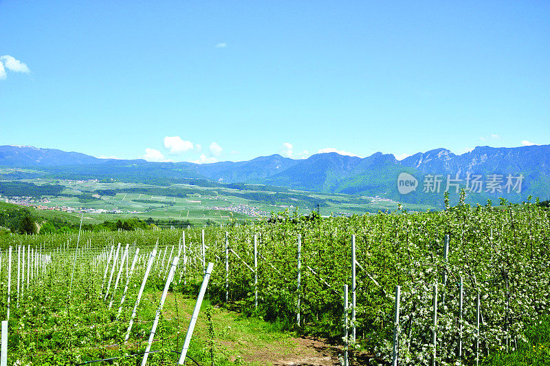 全景苹果种植园，瓦尔迪农，特兰托，意大利