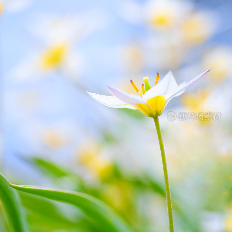 鲜花草甸