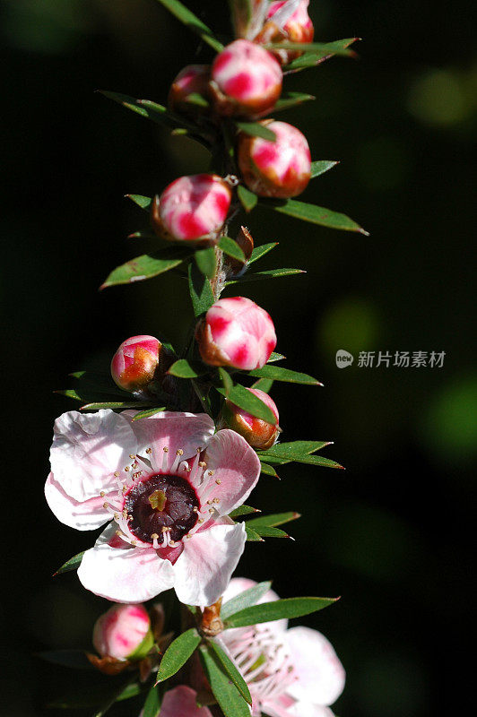 澳大利亚一种茶树，花和叶