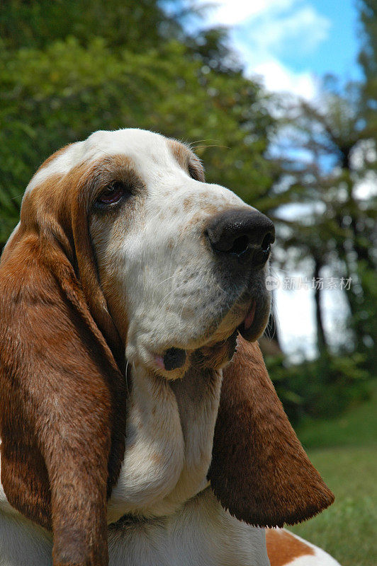 休息的巴塞特猎犬