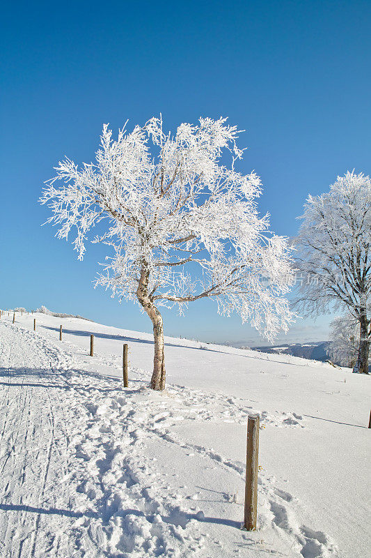 下雪的冬天的风景