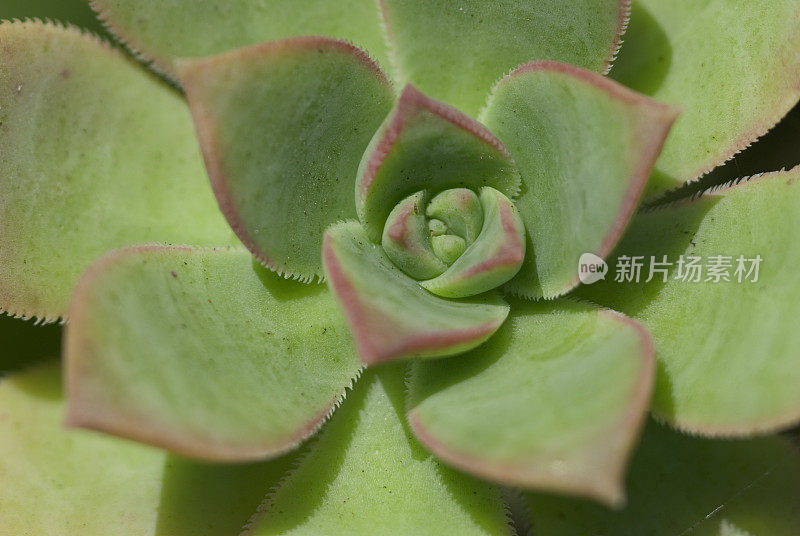 一个花型芦荟的特写，“母鸡和;Chicks&quot;