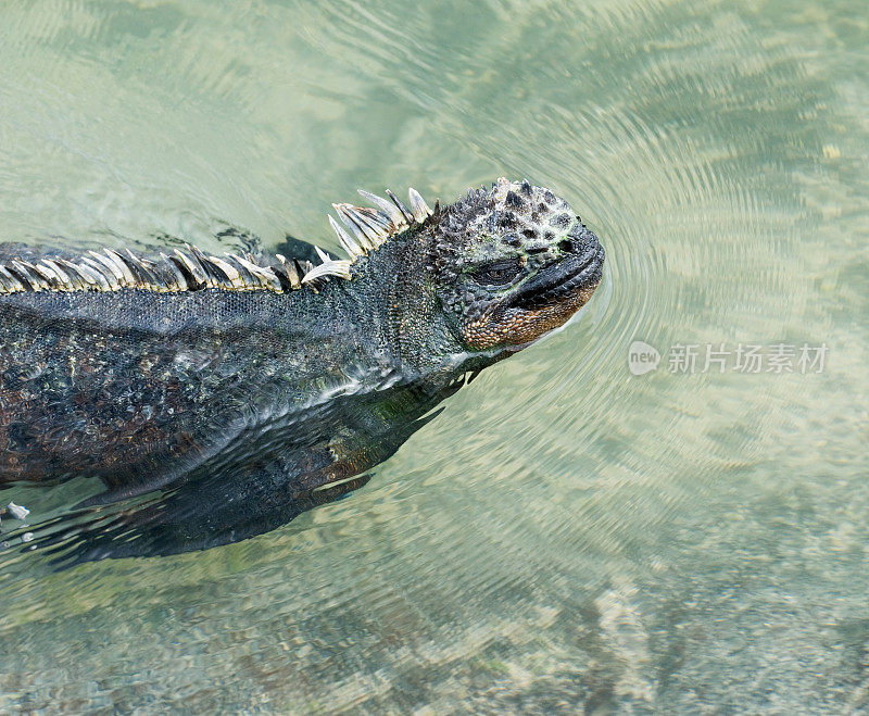 在加拉帕戈斯群岛游泳的海鬣蜥
