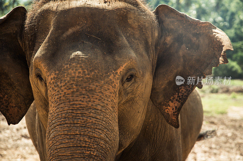 Pinnawala大象孤儿院，斯里兰卡。