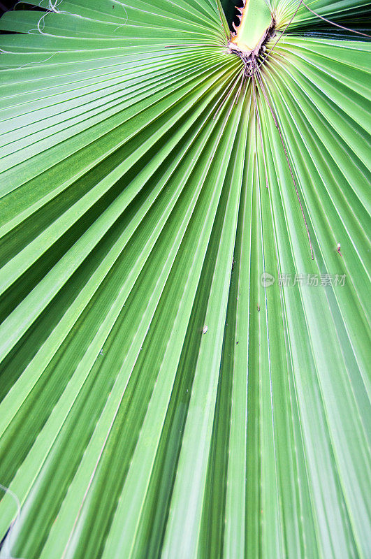 棕榈叶的特写-原产于百慕大。