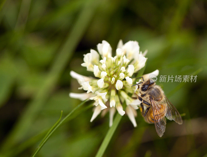 以苜蓿为食的蜜蜂