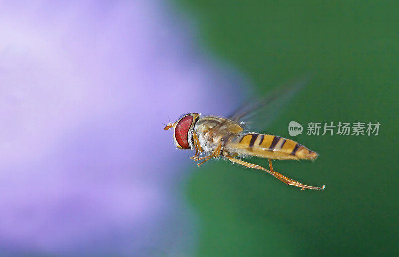 食蚜蝇扑向苍蝇