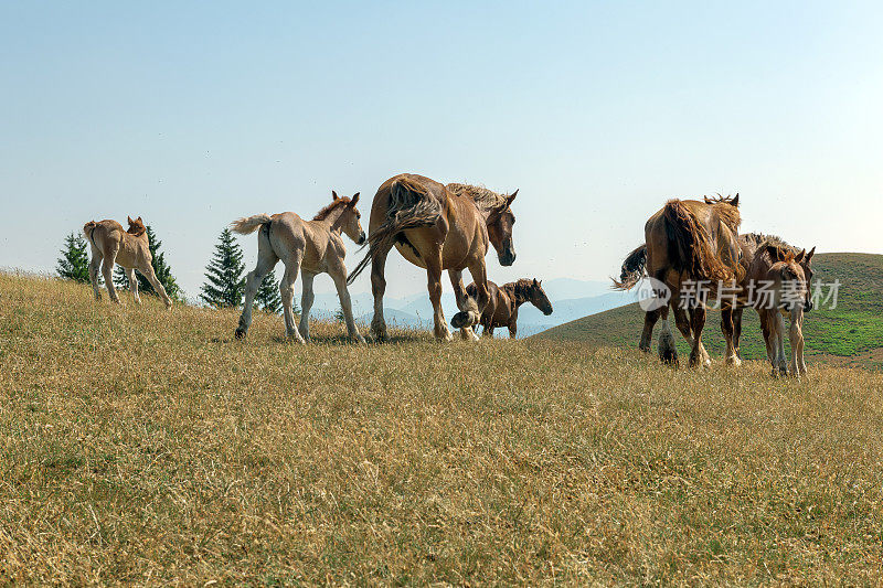 意大利翁布里亚的野马，小马驹Castelluccio