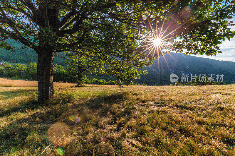 阳光掠过树枝