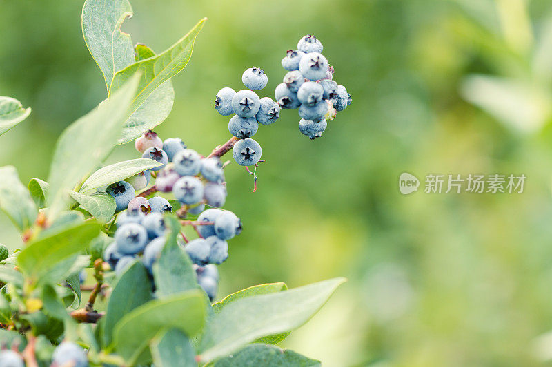 浆果农场里成熟的蓝莓。有选择性的重点