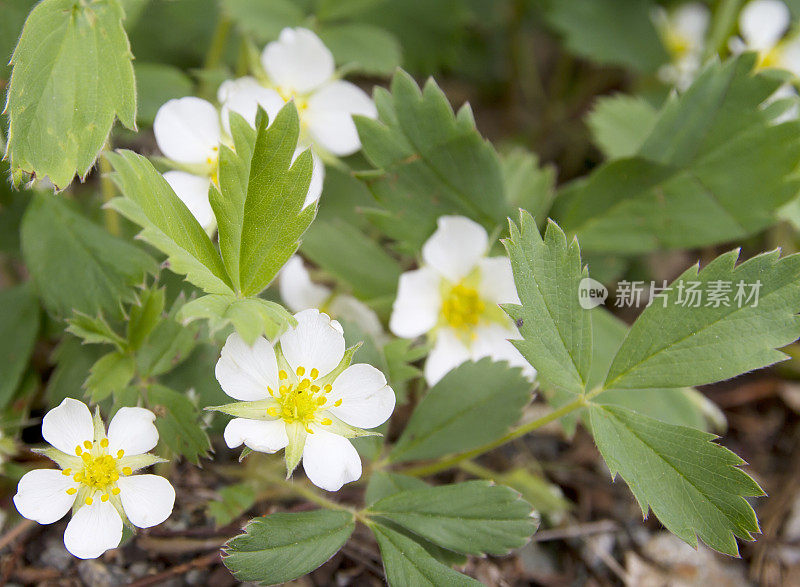 山草莓(Fragaria弗吉尼亚)花