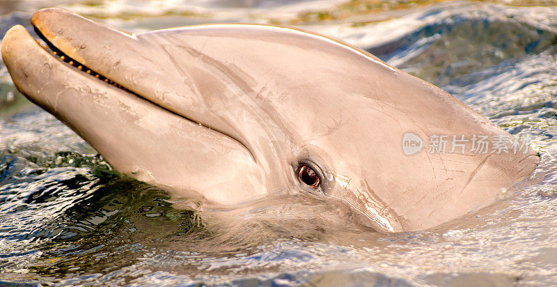 海豚在夏威夷