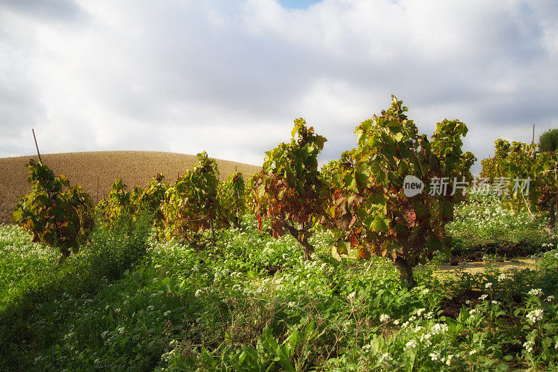 西西里岛:秋季景观与葡萄园和耕地