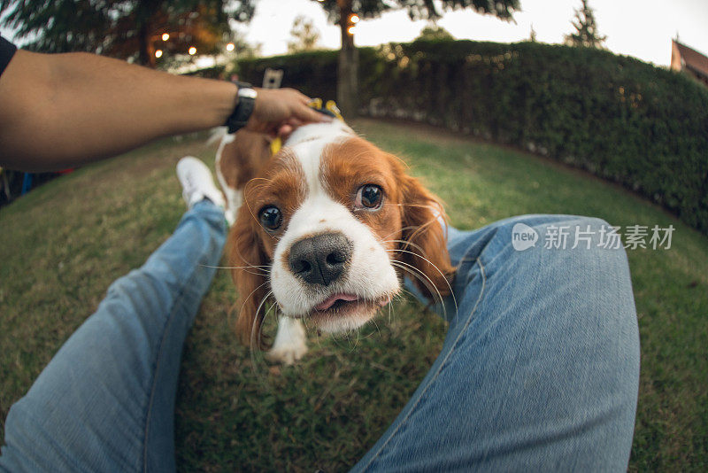 我可爱的骑士查尔斯王猎犬