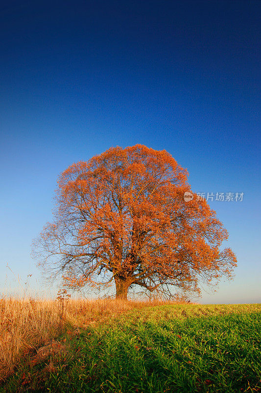 蓝天下田野里的一棵孤独的秋树