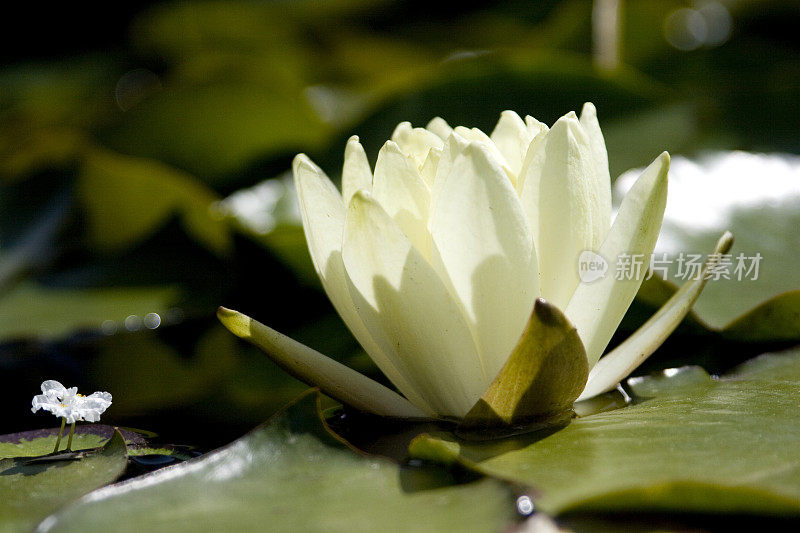 小水毛茛遇见大莲花