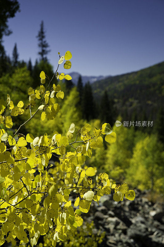 白杨树秋天的颜色和山脉科罗拉多