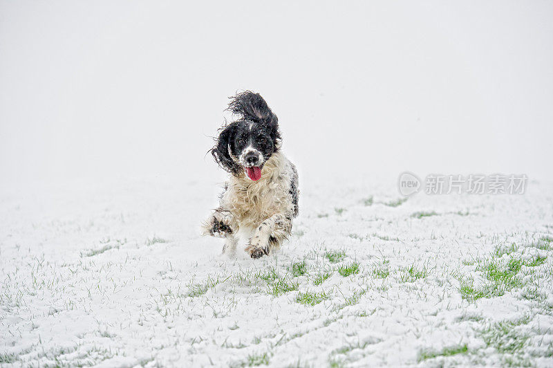 第一场雪