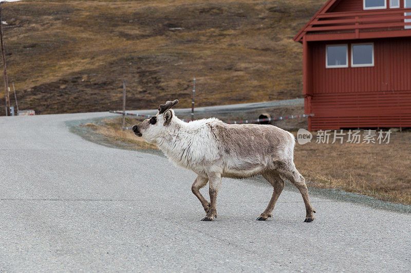 挪威北极地区朗伊尔城斯瓦尔巴特群岛的驯鹿