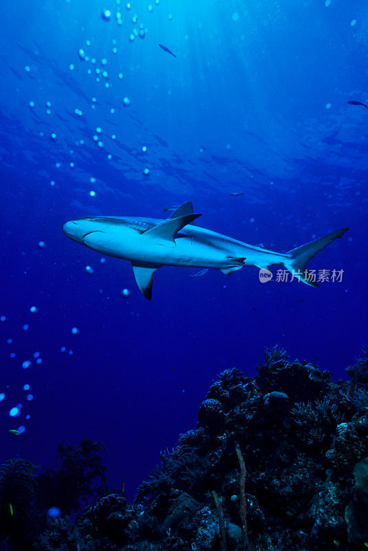 加勒比礁鲨，垂直组成