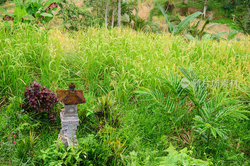 寺庙Ricefield