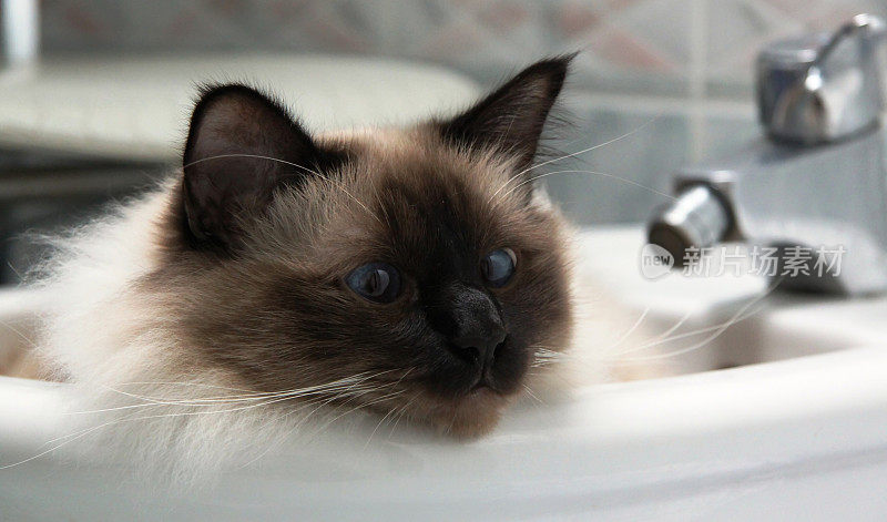 坐浴盆里的猫