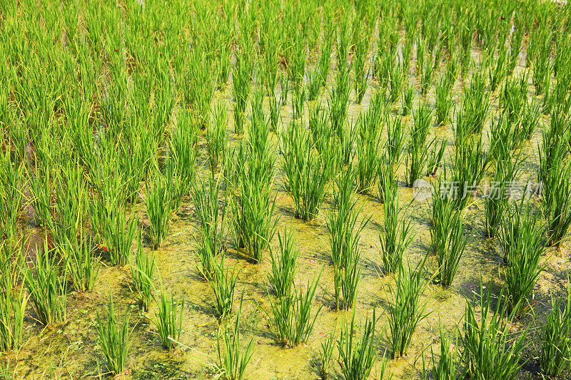 在泰国种植水稻