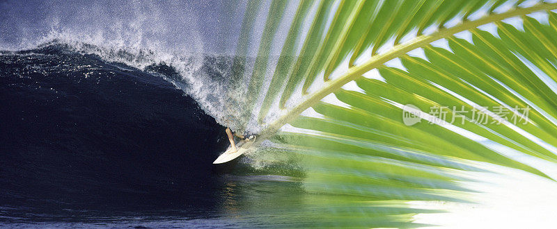 冲浪者和椰子叶