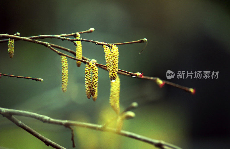 春天的雨滴