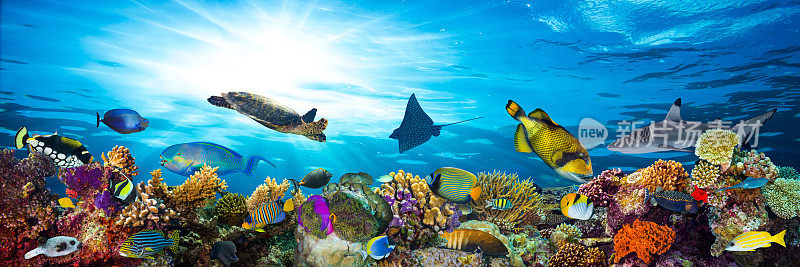 色彩斑斓的珊瑚礁有许多鱼类