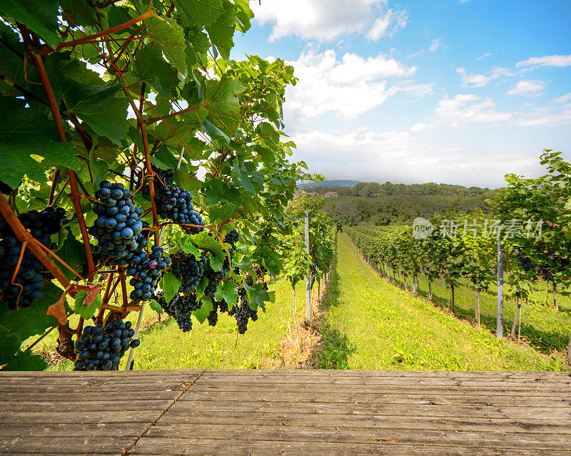 葡萄园里的木制长凳上放着红酒葡萄