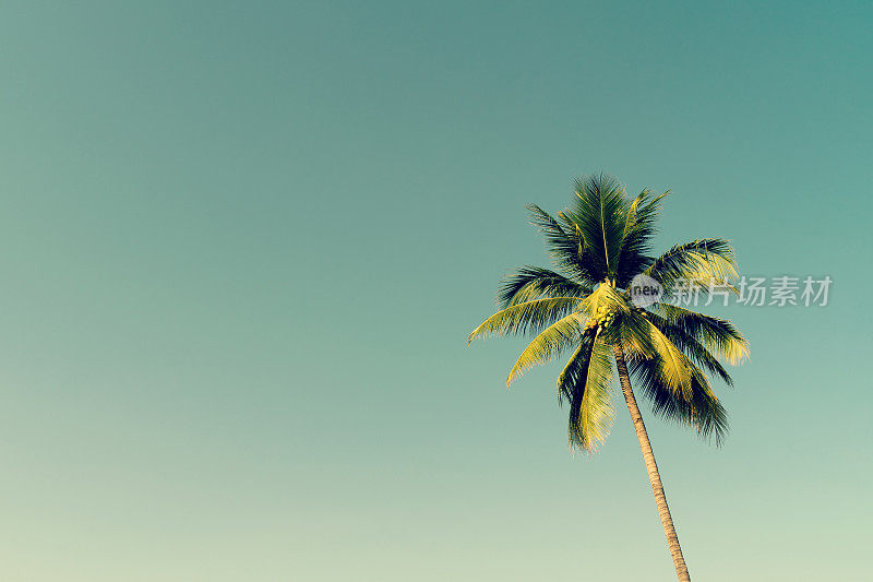 椰子树和灿烂的阳光与佳酿效果。