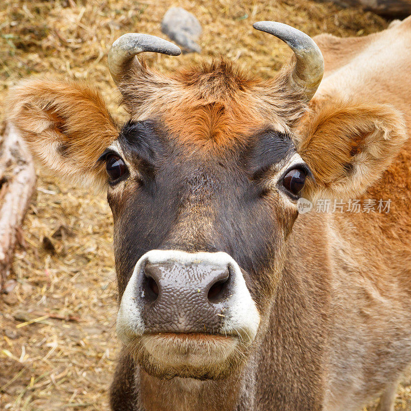 巴基斯坦喀喇昆仑山脉的奶牛