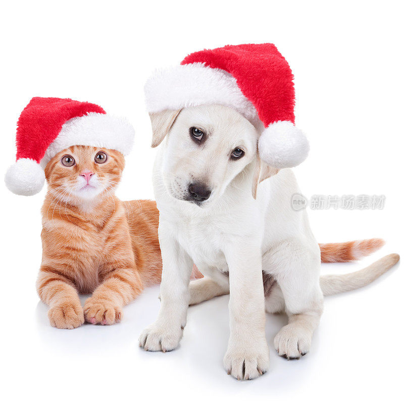 圣诞宠物狗和猫