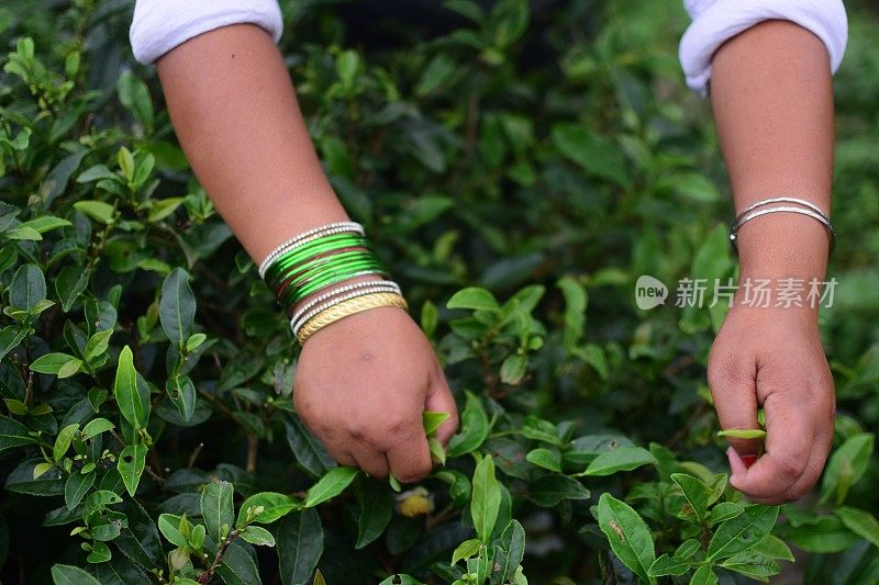 绿茶收获季节。
