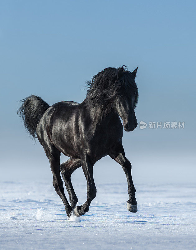 冬天的野地里有匹自由的黑马。