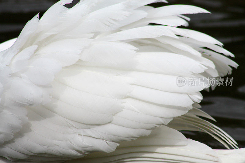天鹅或其他大鸟的白色羽毛