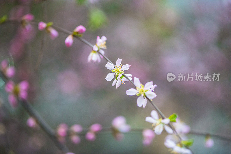 草地上的花