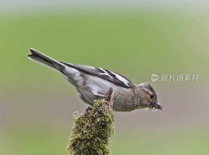 雌苍头燕雀(coelebs);喙满无脊椎动物的小鸡