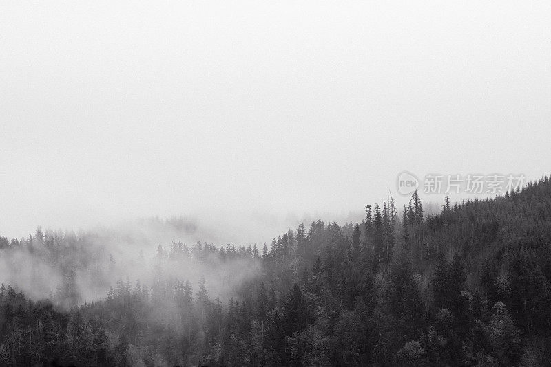 有雾的荒野