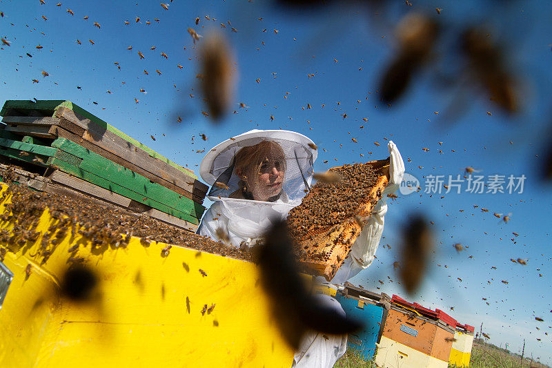 养蜂人看着他的蜂箱